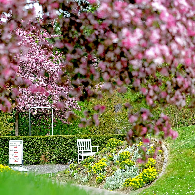 Ein Garten mit blühenden rosa Bäumen, gelben Blumen, einem weißen Stuhl und einem Schild.