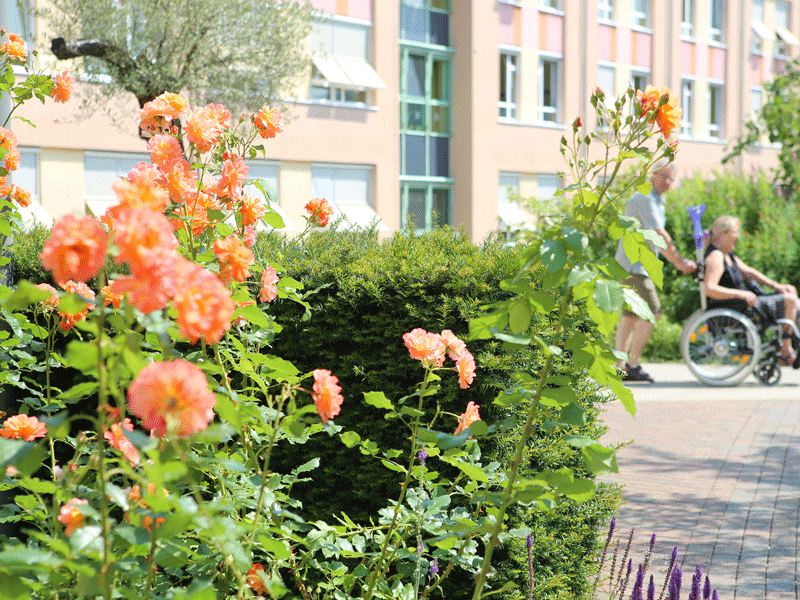 Blühende Rosen im Vordergrund, Gebäude im Hintergrund, Person im Rollstuhl mit Begleitung.