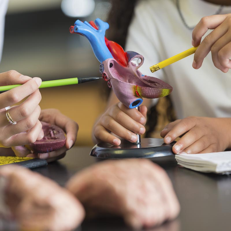 Modell eines menschlichen Herzens mit Händen und Stiften, die darauf zeigen.