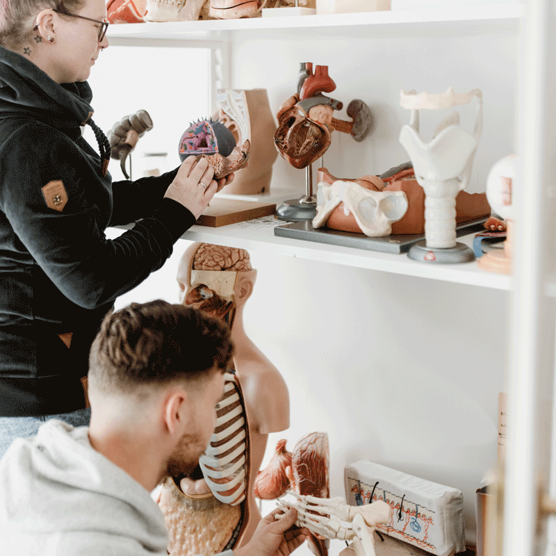 Personen untersuchen anatomische Modelle auf einem Regal, darunter ein Herz und Skelettteile.