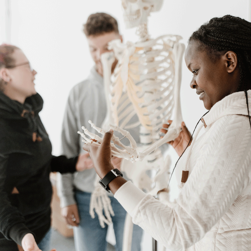 Drei Personen, die ein Skelettmodell erkunden und diskutieren.