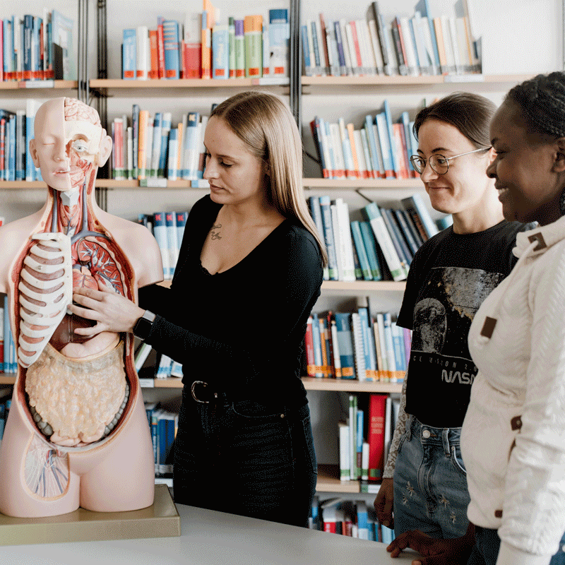 Drei Personen untersuchen ein anatomisches Modell in einer Bibliothek.