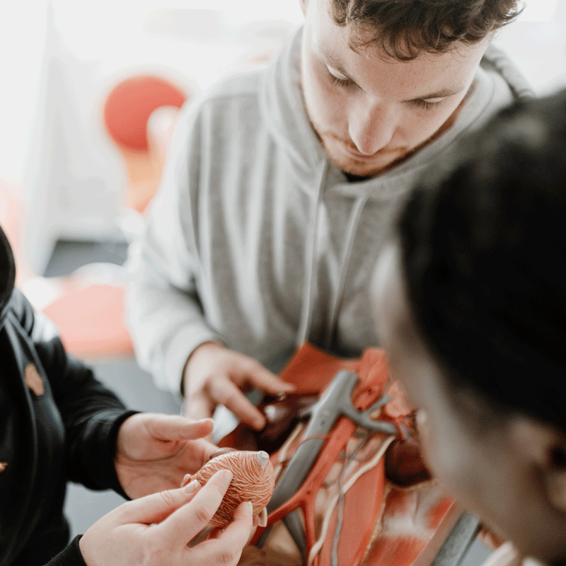 Drei Personen studieren ein anatomisches Modell in einem Klassenzimmer.