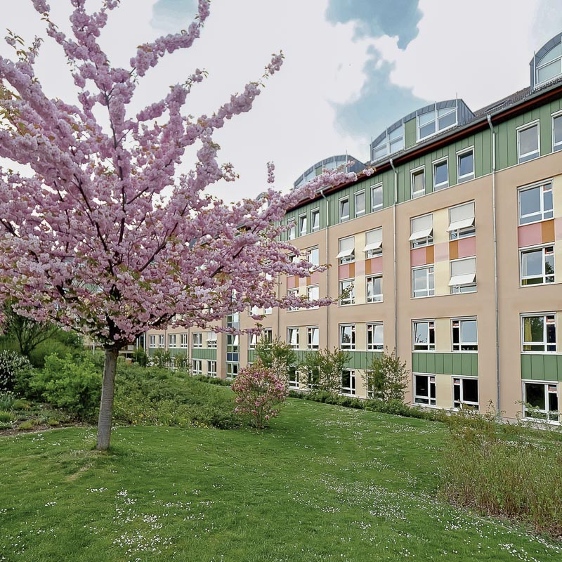 Ein blühender Kirschbaum vor einem modernen Gebäude, umgeben von gepflegtem Rasen und viel Grün.
